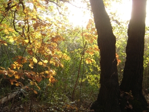 herbstwald