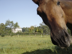 pferd